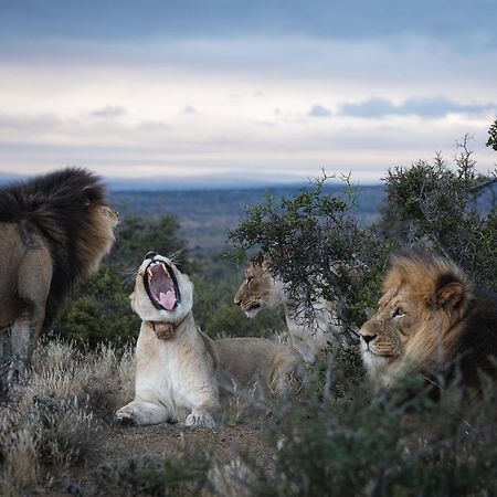 Kuzuko Lodge Addo Exteriör bild
