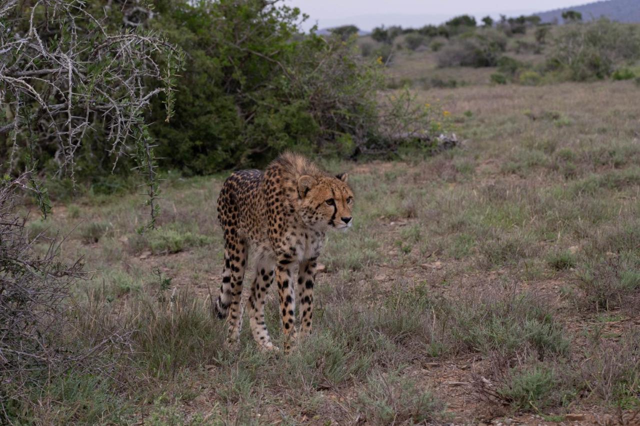 Kuzuko Lodge Addo Exteriör bild