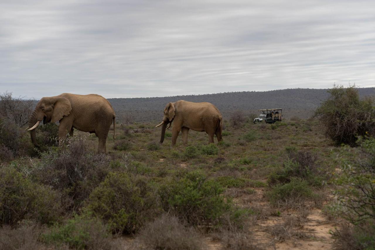 Kuzuko Lodge Addo Exteriör bild