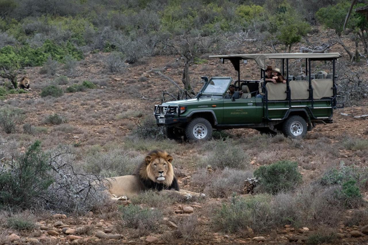 Kuzuko Lodge Addo Exteriör bild