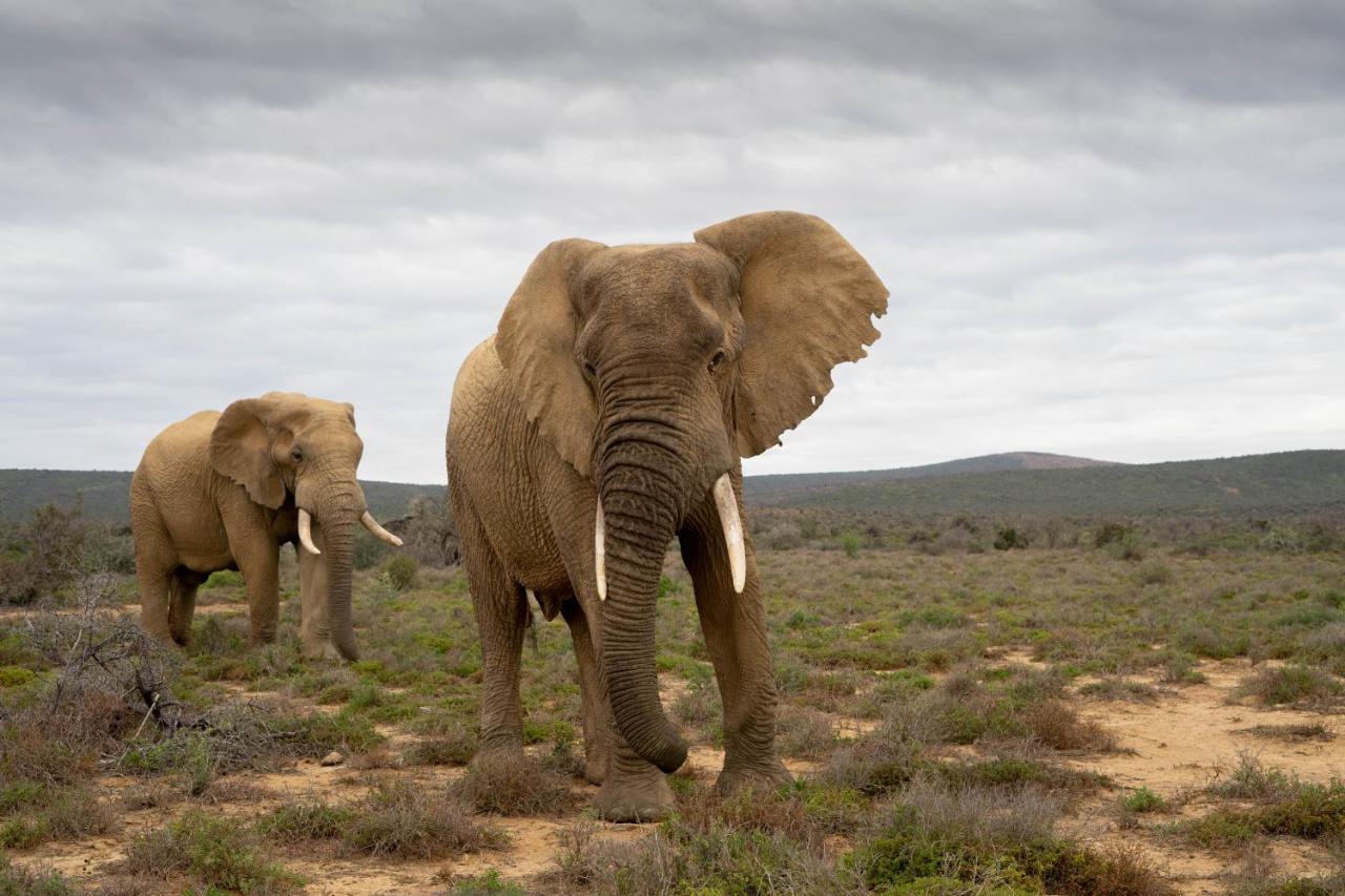 Kuzuko Lodge Addo Exteriör bild