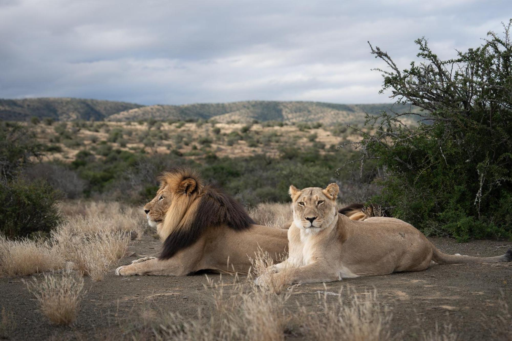 Kuzuko Lodge Addo Exteriör bild