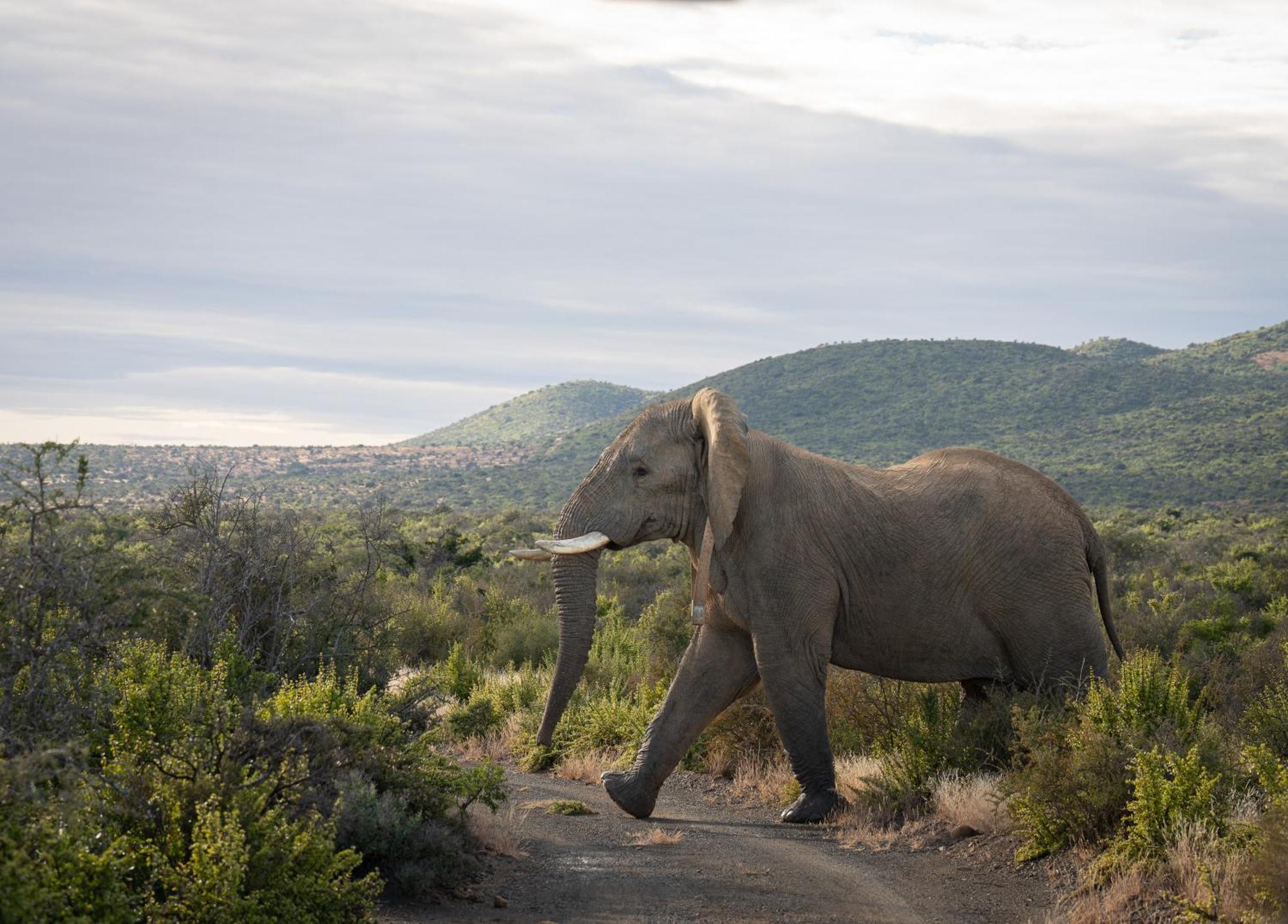Kuzuko Lodge Addo Exteriör bild
