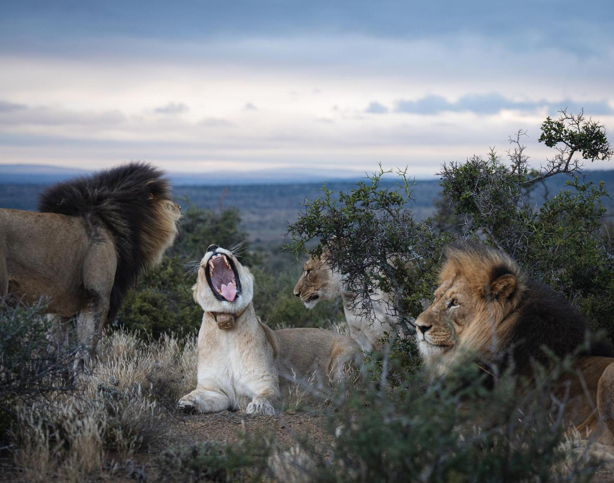 Kuzuko Lodge Addo Exteriör bild
