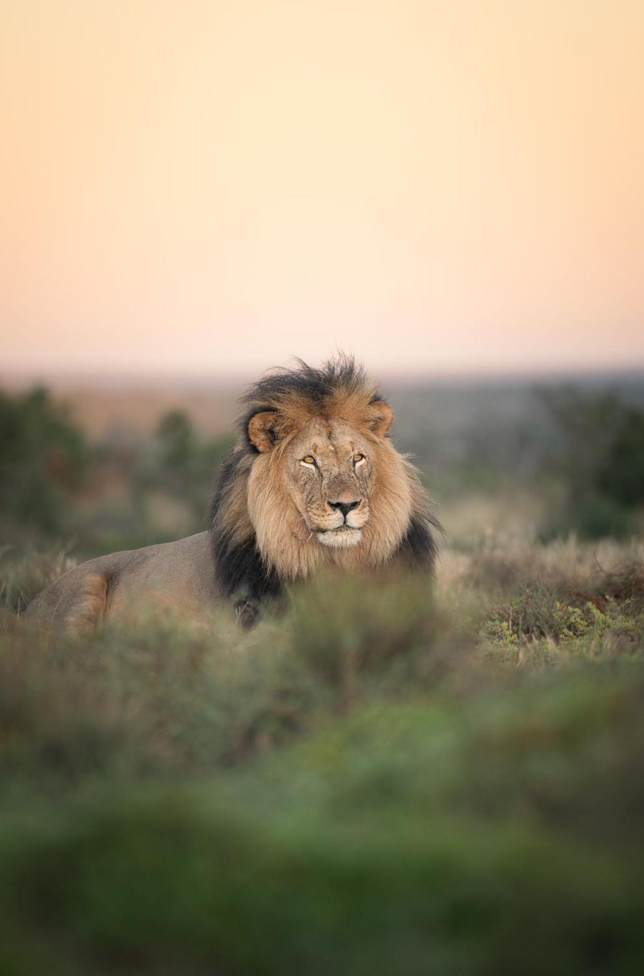 Kuzuko Lodge Addo Exteriör bild