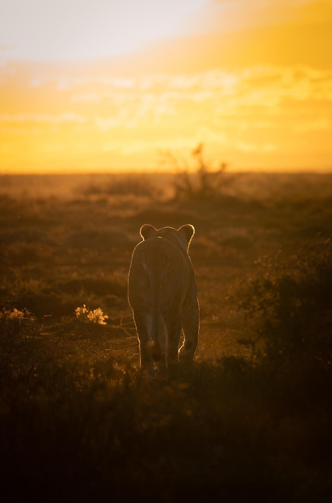 Kuzuko Lodge Addo Exteriör bild