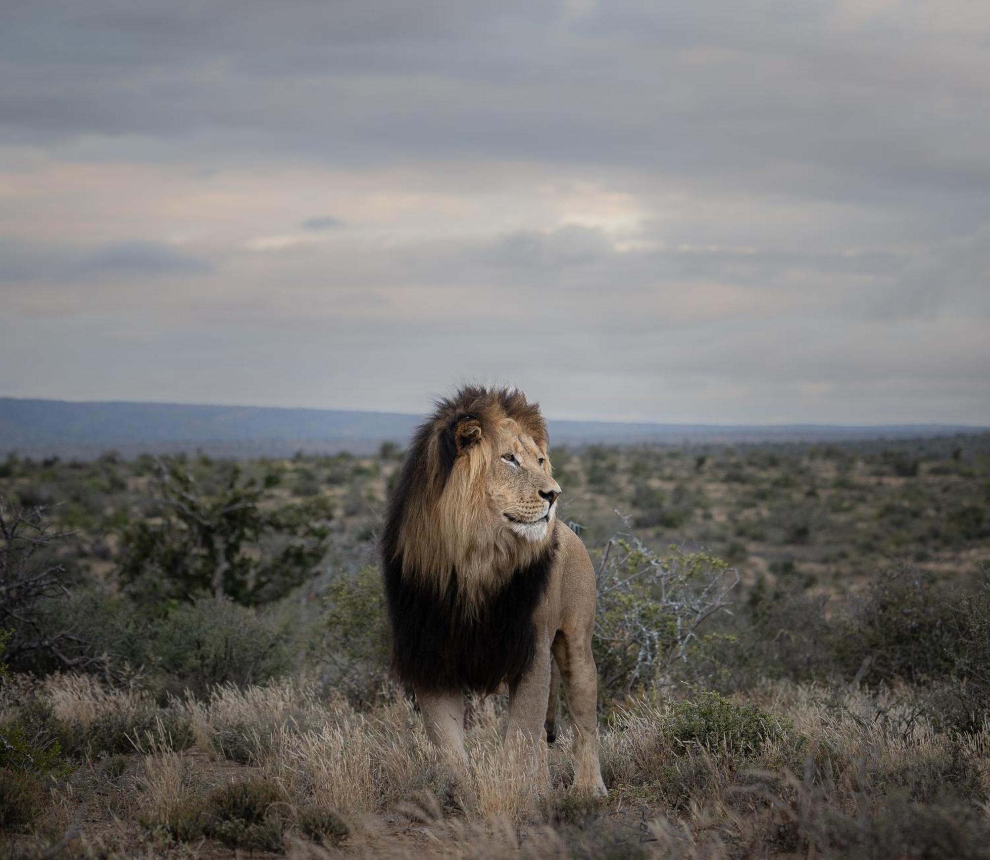 Kuzuko Lodge Addo Exteriör bild